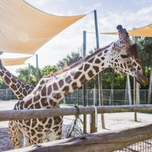 LR_NaplesZooGiraffe-6